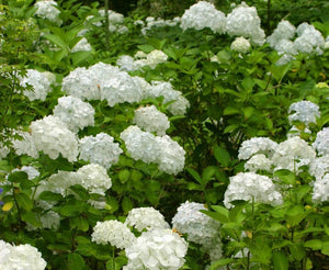 Reverend  Bold Cudmore Hill - Beautification and Restoration